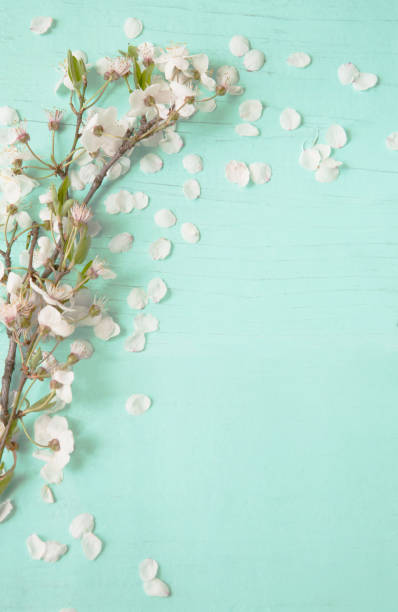 istock Amazing background With white cherry blossoms 667184378