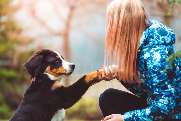 istock Well Trained Dog With Her Owner 667184466