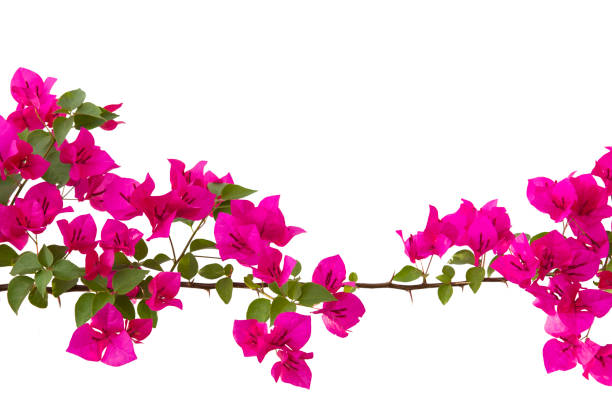 istock bougainvilleas isolated on white background. 667187096