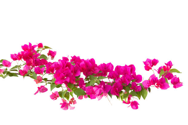 bougainvilleas isolated on white background. bougainvilleas isolated on white background. bougainvillea stock pictures, royalty-free photos & images