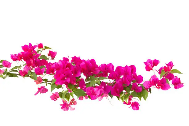 Photo of bougainvilleas isolated on white background.