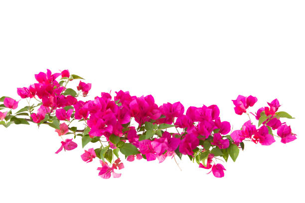 bougainvilleas изолированы на белом фоне. - bougainvillea стоковые фото и изображения