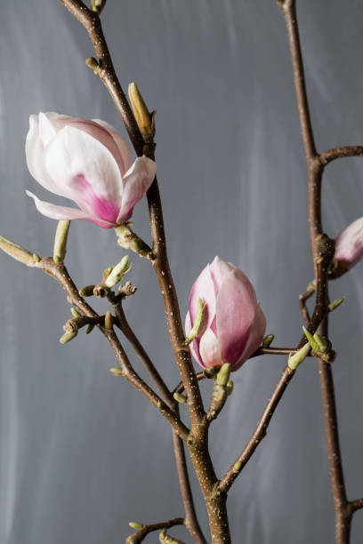 magnolia de flores en florero de vidrio. magnolia stellata. naturaleza muerta. - magnolia southern usa white flower fotografías e imágenes de stock