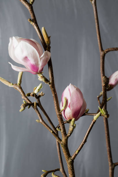 flowers magnolia in glass vase. magnolia stellata . still life. - magnolia southern usa white flower imagens e fotografias de stock