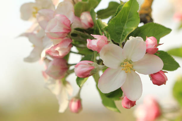 яблоня, цветущие - apple flowers стоковые фото и изображения