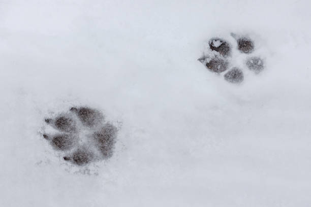 istock Dog tracks in the snow 667196044