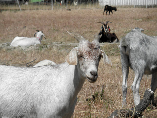 istock Goats hang out in an overgrown field 667197028
