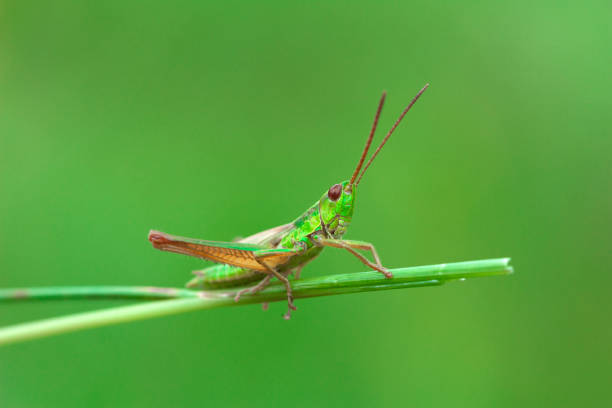 istock Green grasshopper on the blade of grass on a blurred green 667199440
