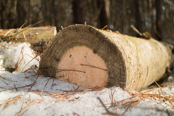 One felled pine log in the snow close-up