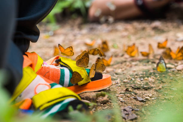istock Butterfly down to eat the soil. 667200260