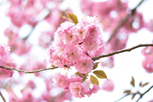 istock Soft blurred beautiful Cherry blossom flowers. 667200266