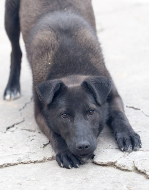 istock portrait of a black dog 667202788