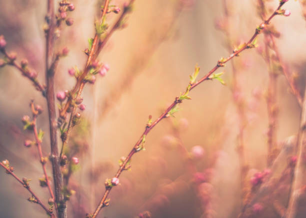 istock Almond blossoms in bud ready to bloom 667203204
