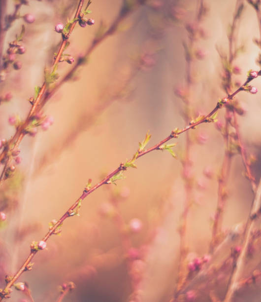 istock Almond blossoms in bud ready to bloom 667203208
