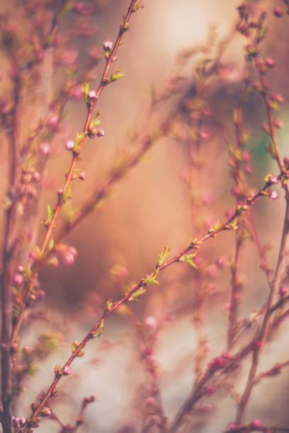 istock Almond blossoms in bud ready to bloom 667203224