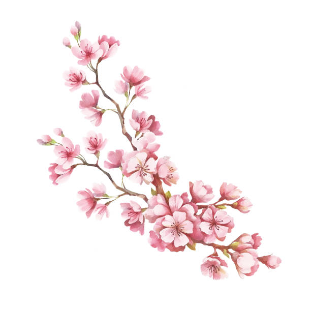 istock Branch of cherry blossoms. Hand draw watercolor illustration 667205616