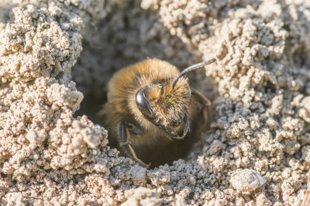 istock Single female mining bee in her hole on the ground 667205674