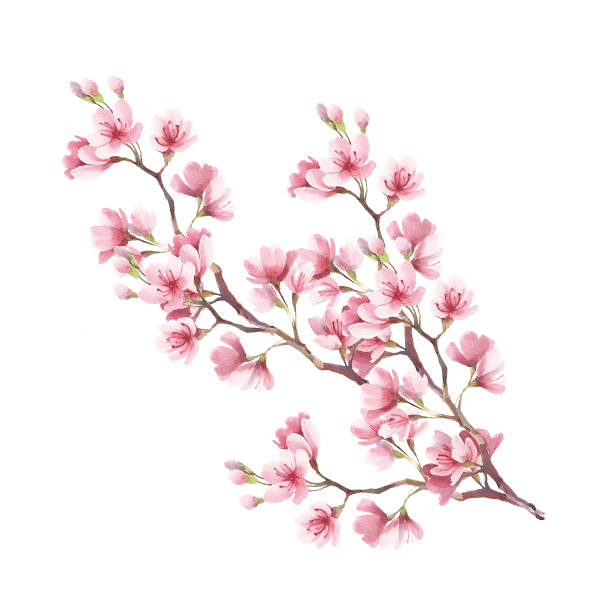istock Branch of cherry blossoms. Hand draw watercolor illustration 667205684