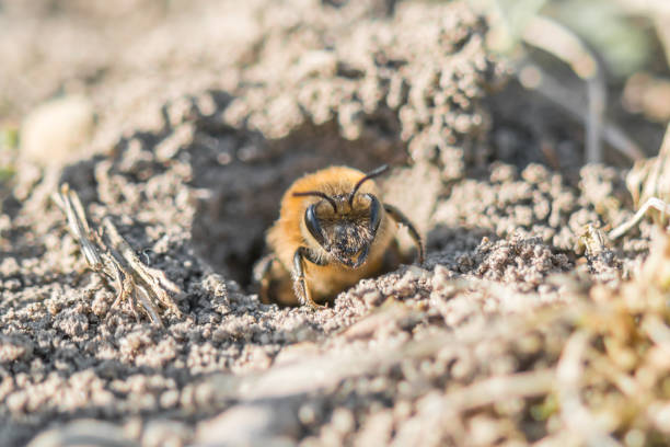 Single female mining bee in her hole on the ground