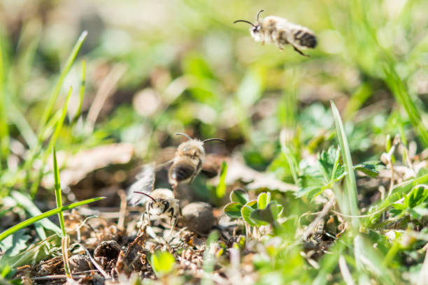 Flying male mining bee looking for some female bee