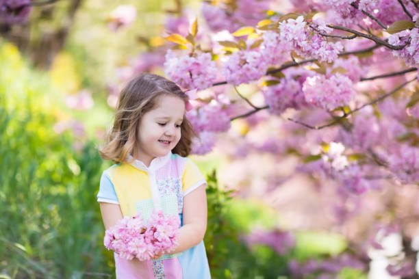 Little happy girl playing under blooming cherry tree with pink flowers. Child holding sakura blossom. Summer fun for family with kids outdoors in a beautiful spring garden. Kid with flower on Easter.