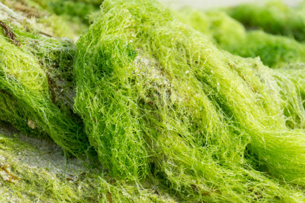 istock Close-up green algae detail as background 667207388