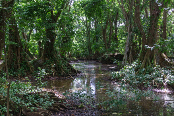 istock rainforest jungle with big trees from Nicaragua 667207420
