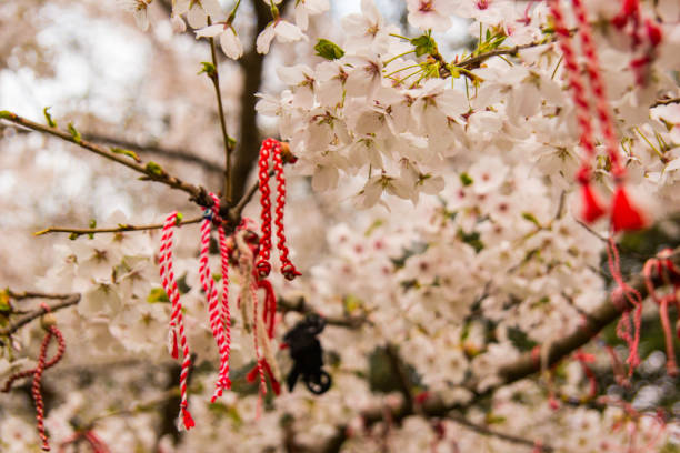 istock Red oriental ornamentals on a blooming cherry tree 667210306