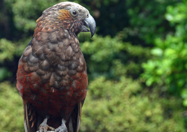 istock Kaka, New Zealand native parrot 667210718
