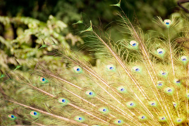 Plumage of the Indian peafowl (Pavo cristatus), also known as the blue peafowl. Wildlife bird.