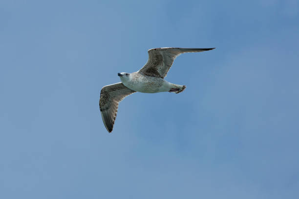 istock Juvenile herring gull soars over mouth of the Delaware River. 667210868