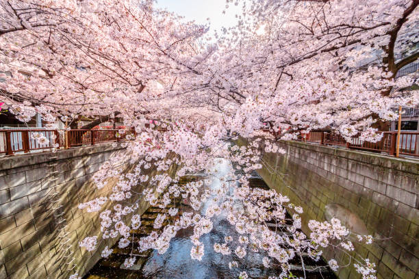 istock Cherry blossoms in Tokyo 667213926