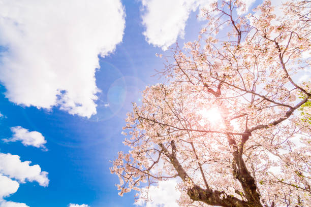 Cherry Blossoms in Tokyo