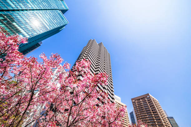 istock Cherry blossoms in Tokyo 667214760