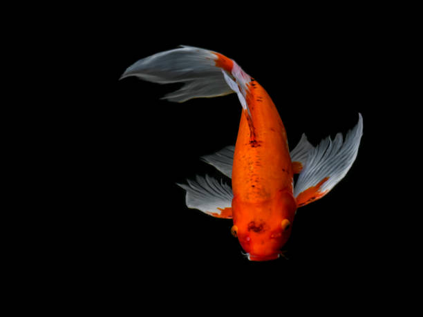 istock Beautiful colorful fancy carp fish 667217420