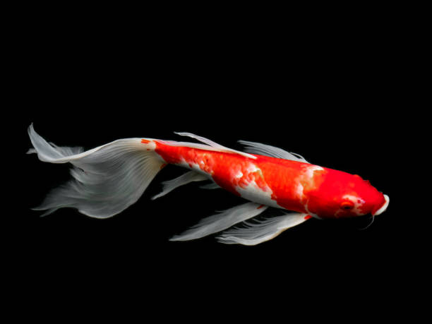 Beautiful colorful fancy carp fish