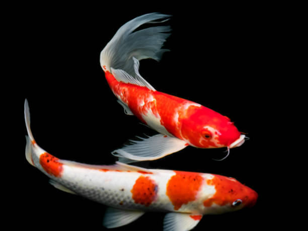 istock Beautiful colorful fancy carp fish 667217448
