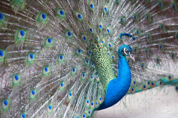 A peacock feather with distinctive blue and green colors