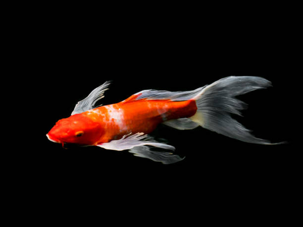 istock Beautiful colorful fancy carp fish 667217476