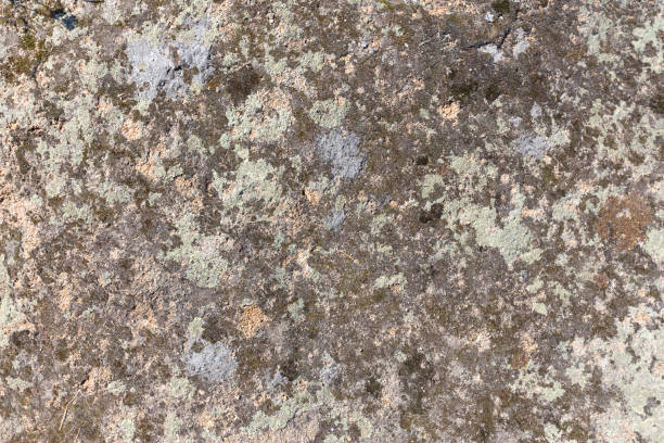 istock different colors of lichen 667217576