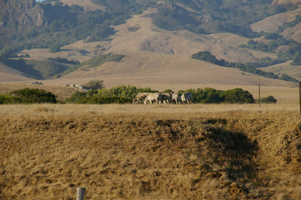 istock Cows in California field 667218062