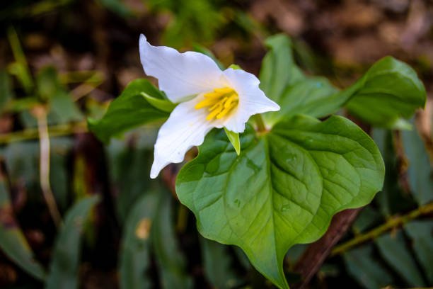 istock White trillium flower in bloom 667218632