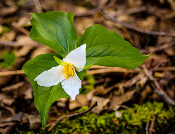 istock White trillium flower in bloom 667221656