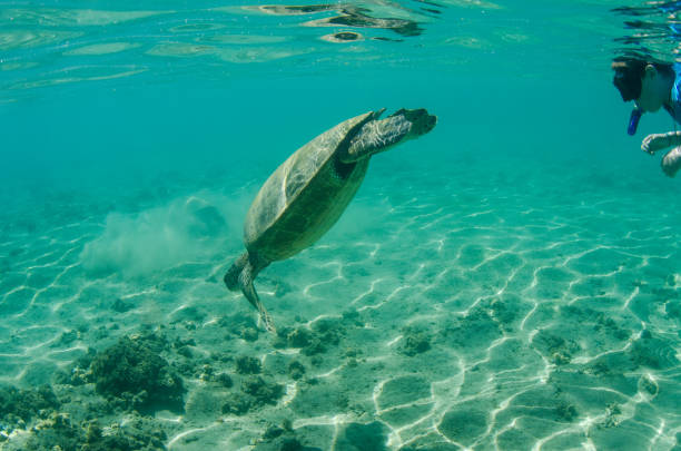 istock Child swimming with sea turtles 667224800