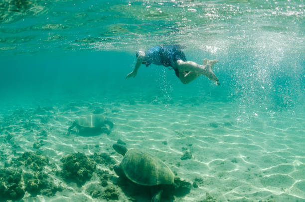 istock Boy swimming over sea turtles in Hawaii 667224814