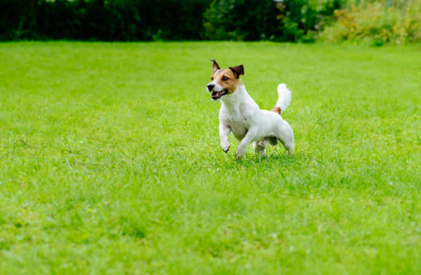 istock Active dog on green grass background running and playing 667225808
