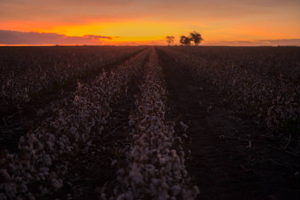 istock Cotton field in Oakey, Queensland 667226072
