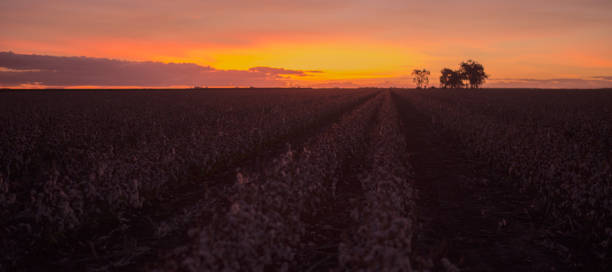 istock Cotton field in Oakey, Queensland 667226362