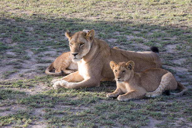 lioness with cubs, serengeti, tanzania - safari animals audio imagens e fotografias de stock