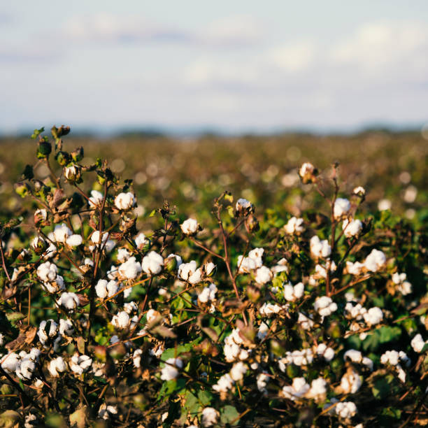 istock Cotton field in Oakey, Queensland 667226606